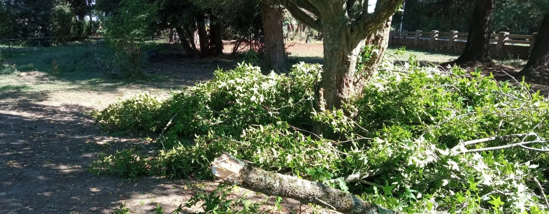 Abattage d'arbre à Clarens
